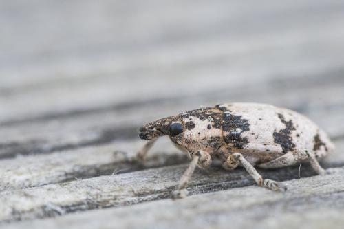Réf. 323 889 : Bothynoderes affinis